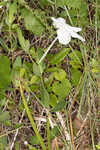 Nightflowering wild petunia